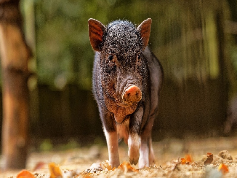 核酸试管出现精子(试管爆裂对不对)